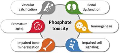 Phosphate Burden and Organ Dysfunction